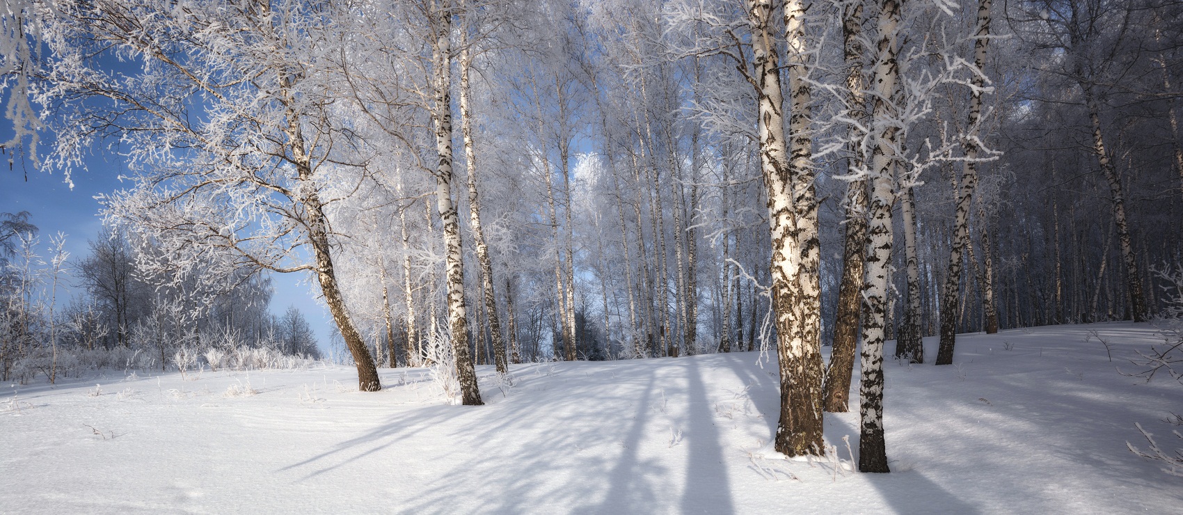 Зимний лес.