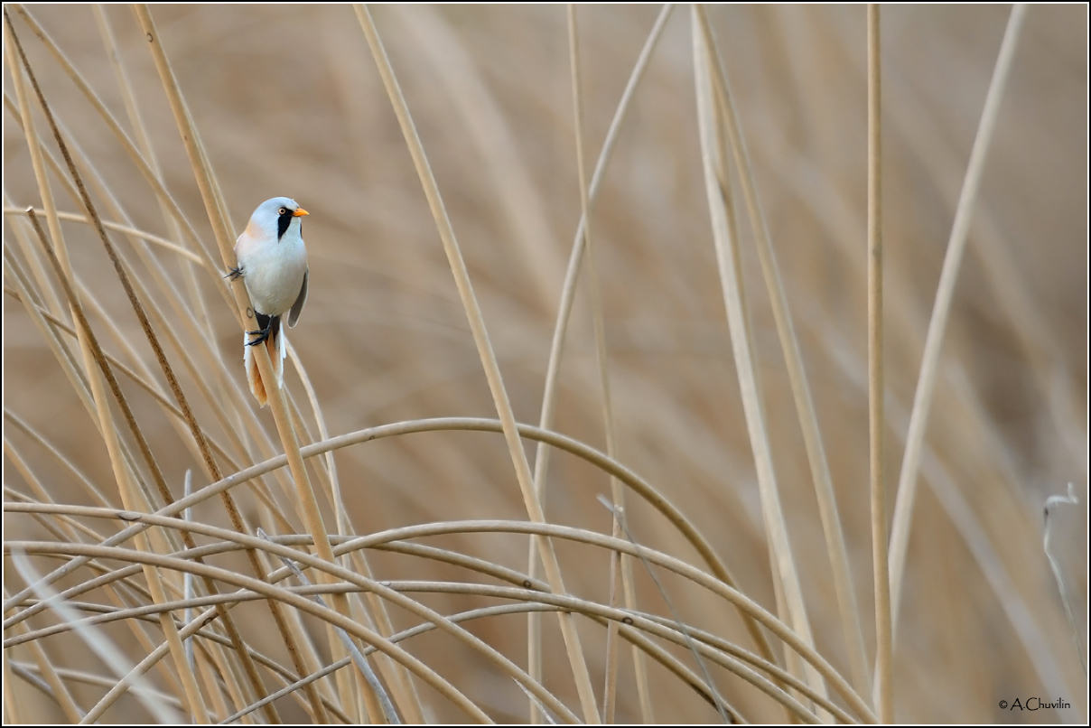 В родных камышах