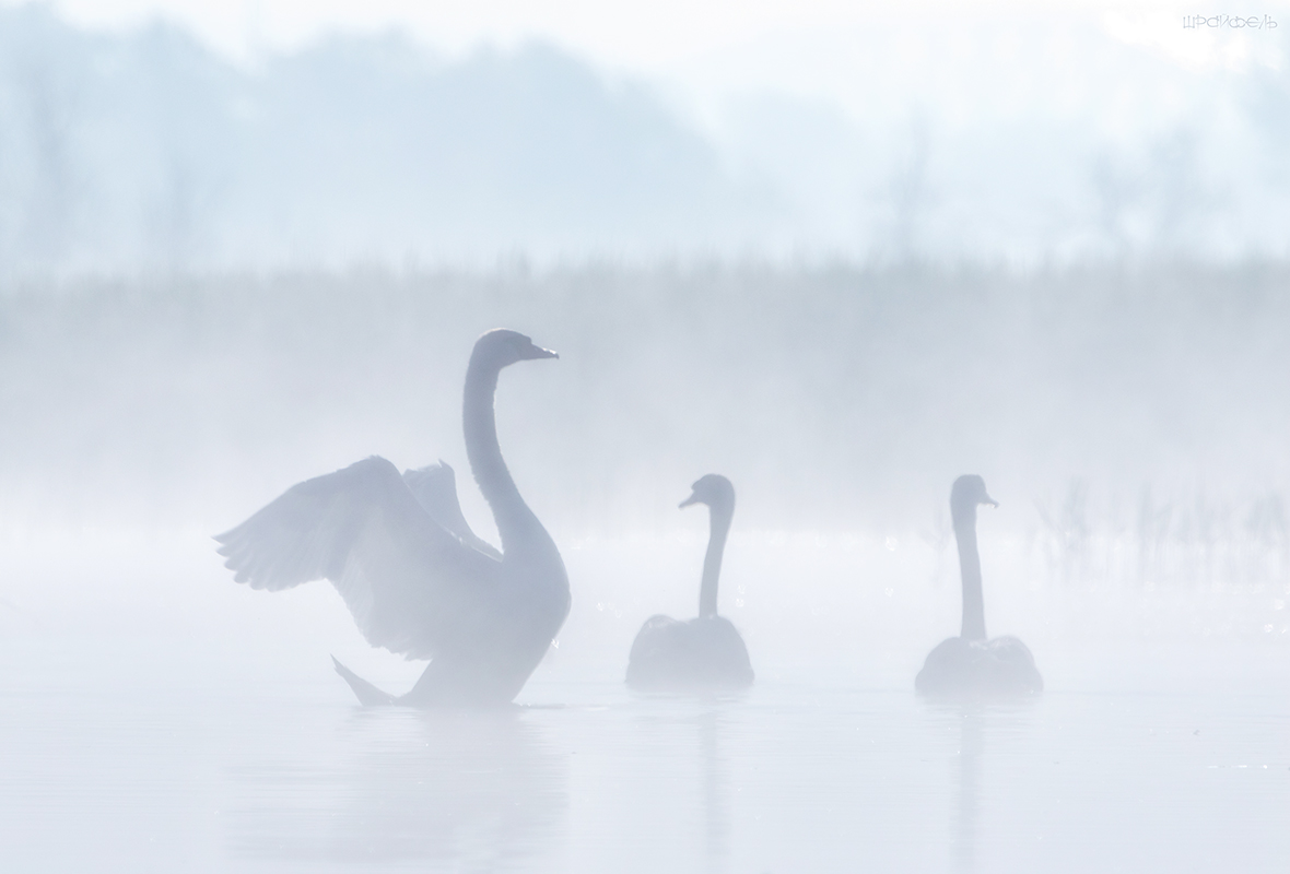 Ранним утром