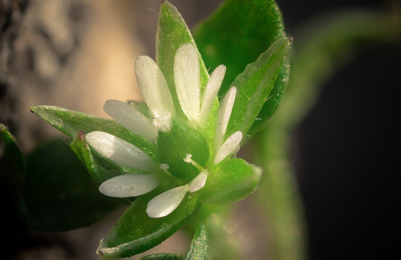 Микроскопический цветок белой мокрицы...