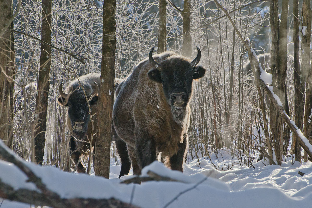 В лесной глуши