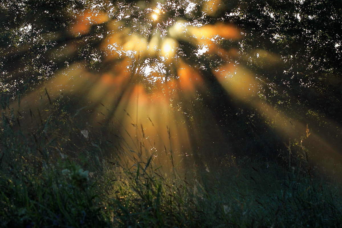 В лучах солнца