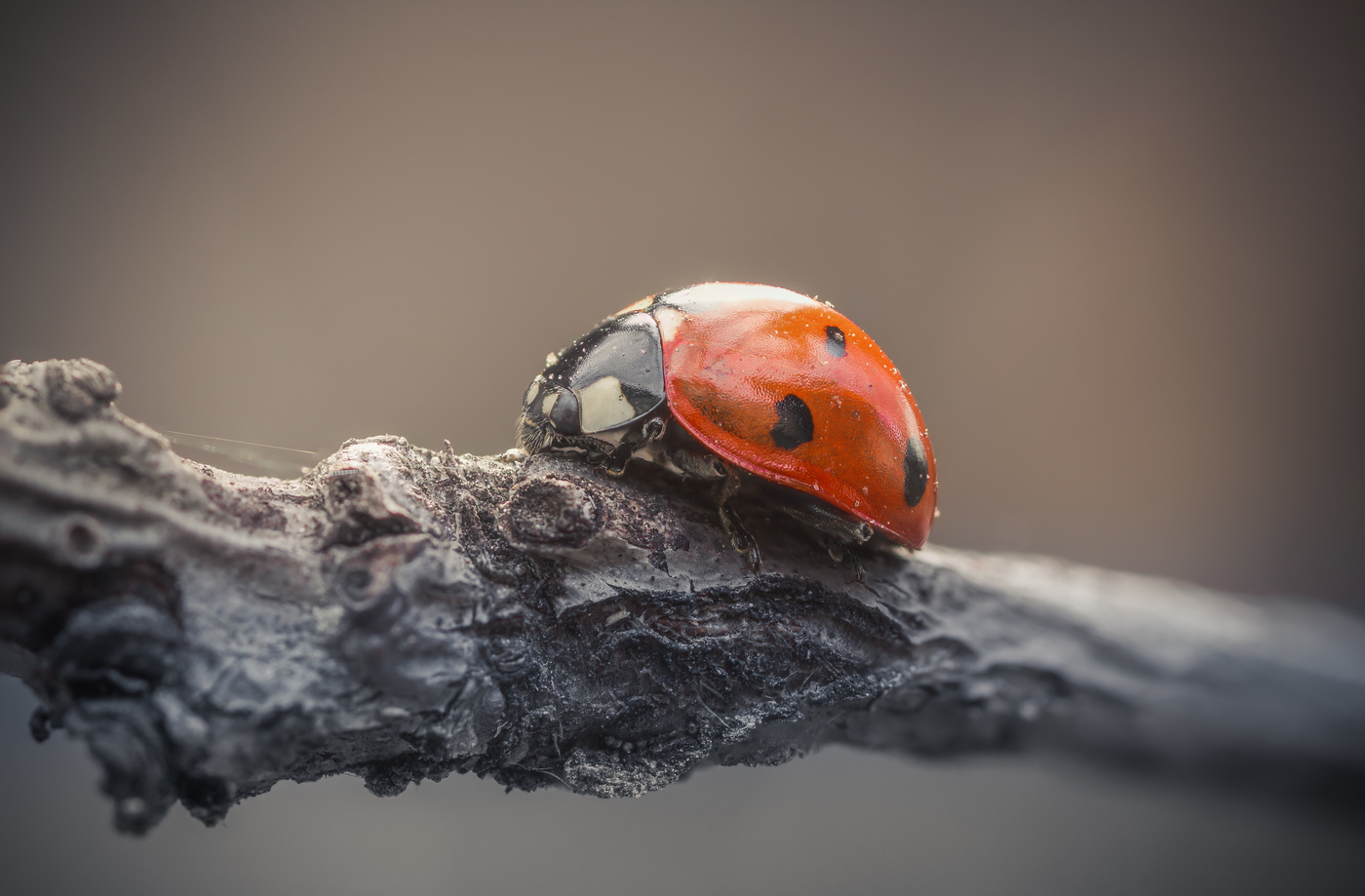 Красная ягодка...