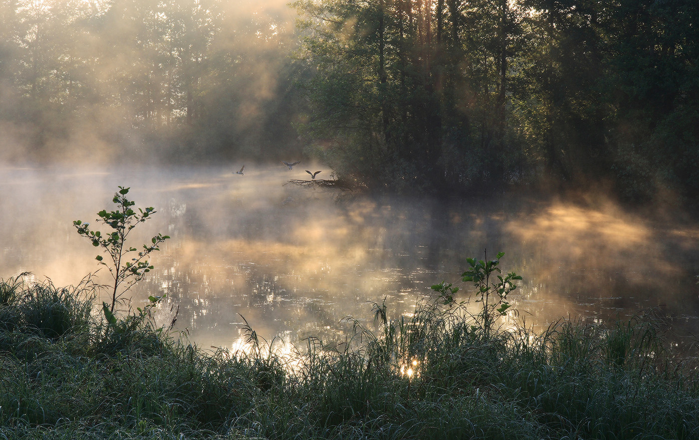 В лучах солнца