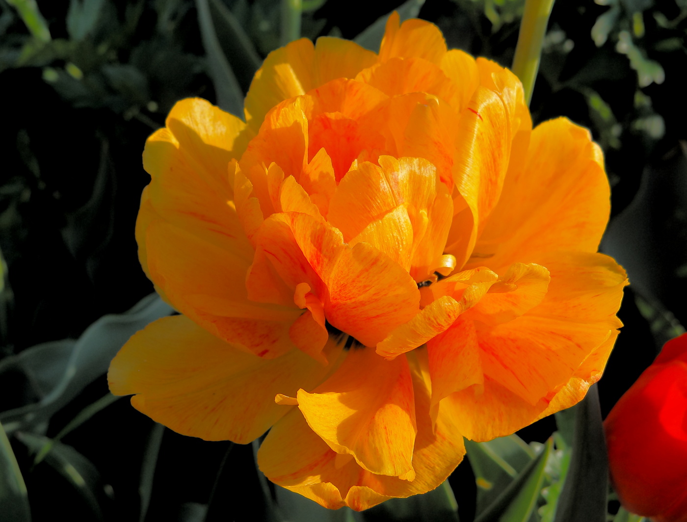 В лучах солнца