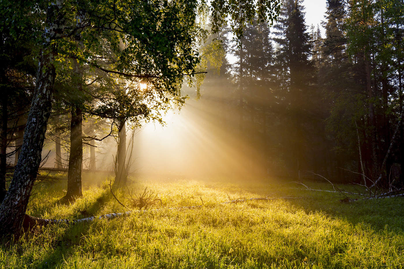Утро солнечного дня