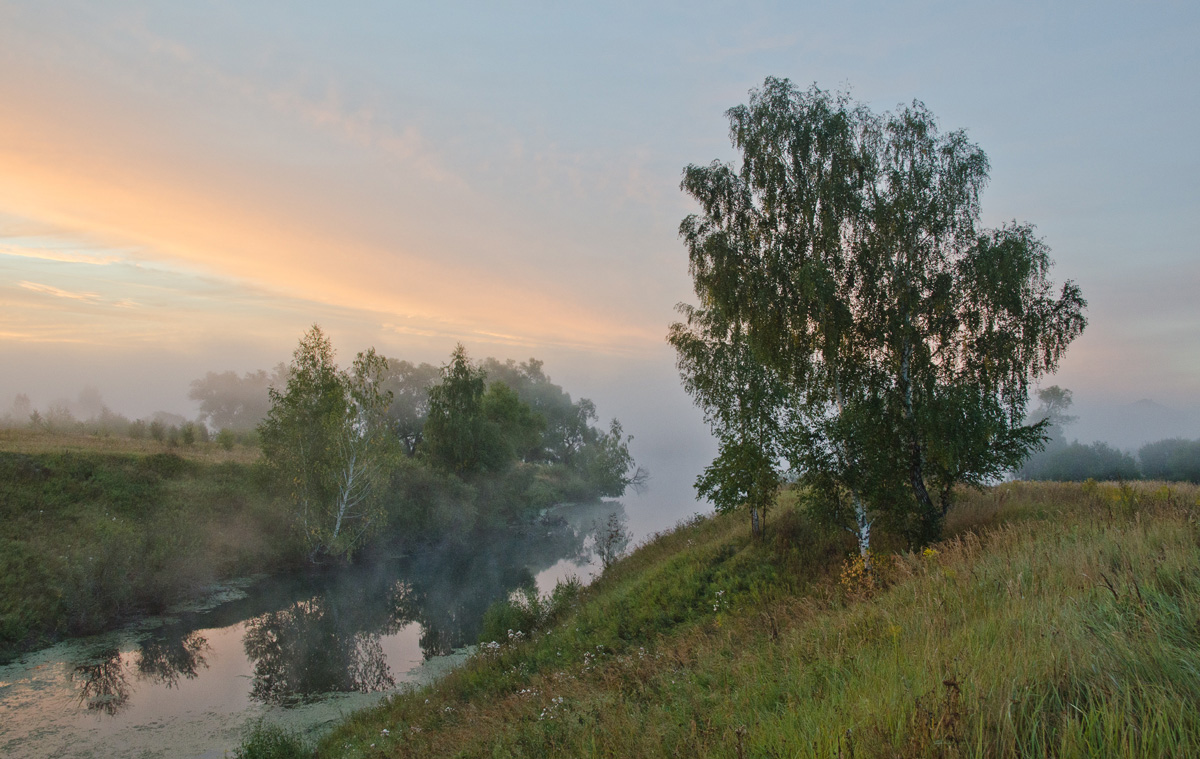 Берёзы на склоне