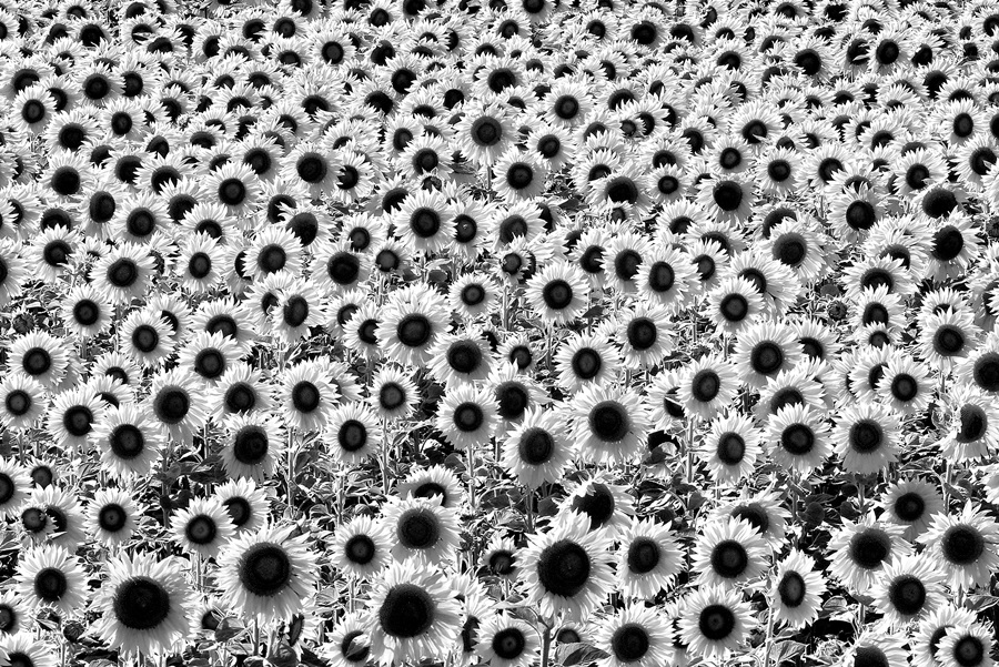 В лучах солнца