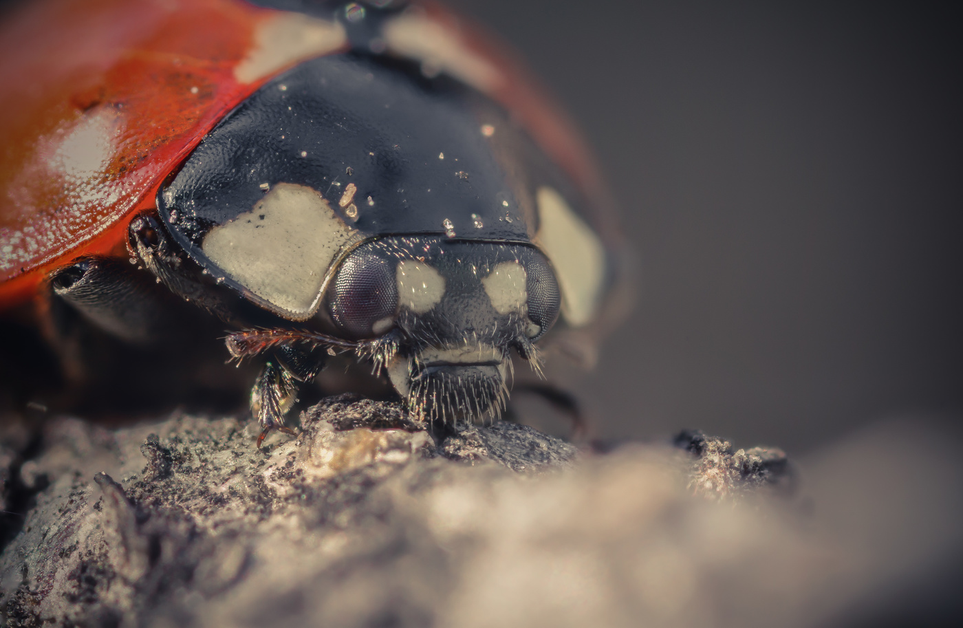 Портрет божьей коровки...