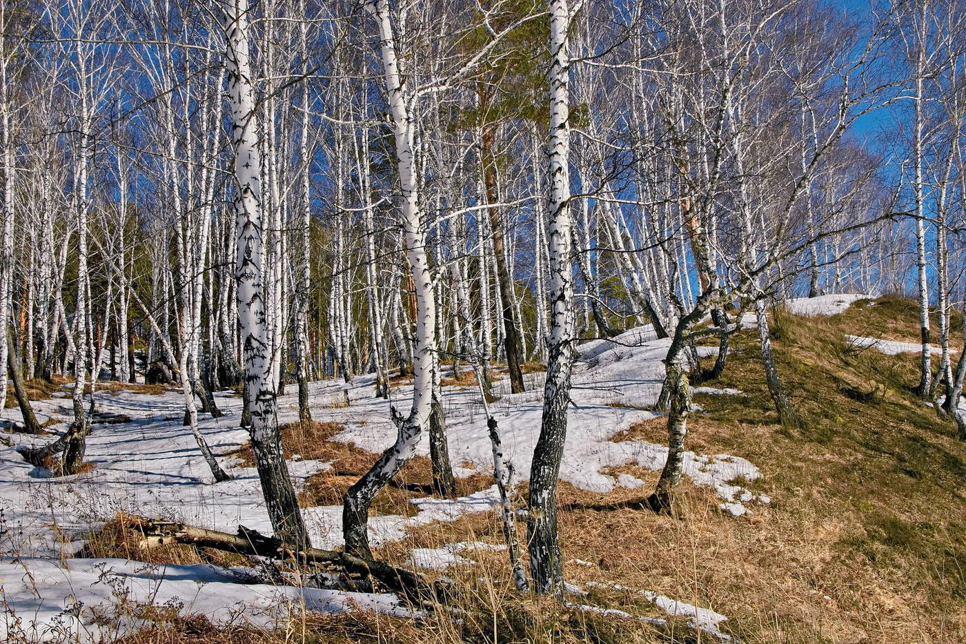 ВЕСЕННЕЕ НАСТУПЛЕНИЕ
