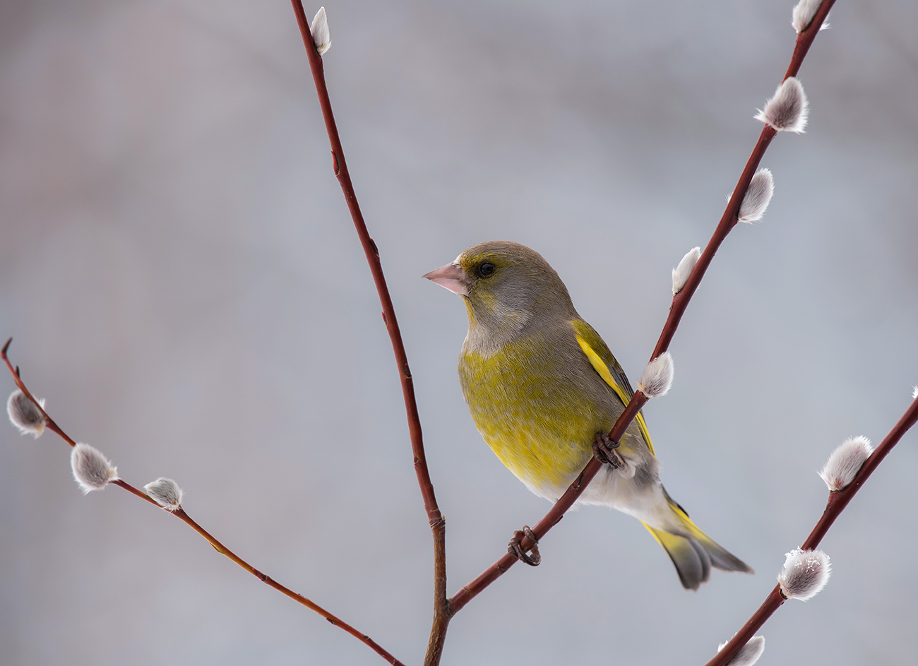 С Праздником!!!