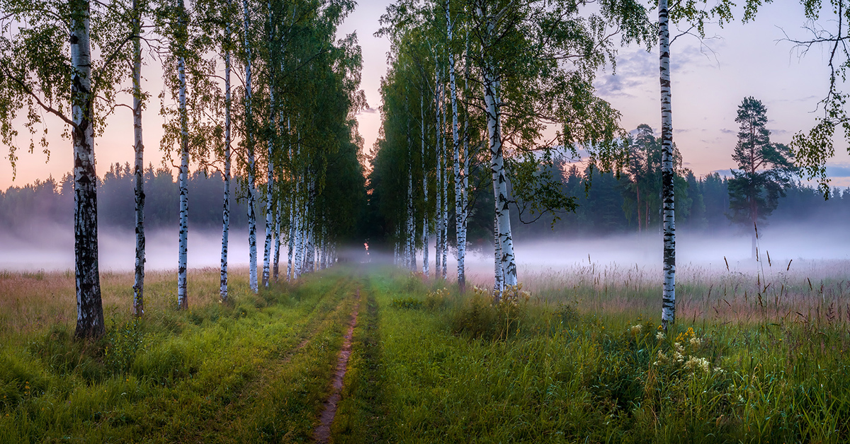 Летняя заря, или берёзовая роща