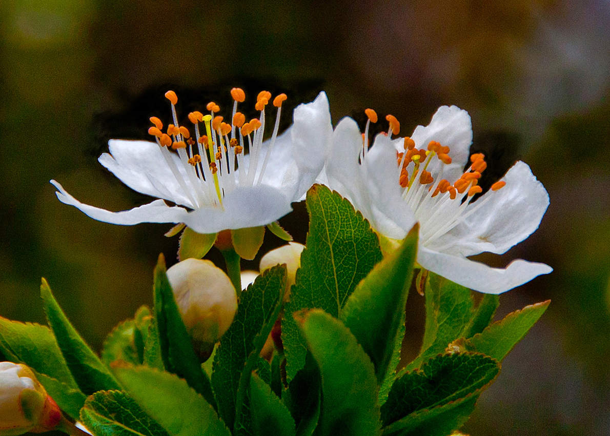 Цветочек Алычи