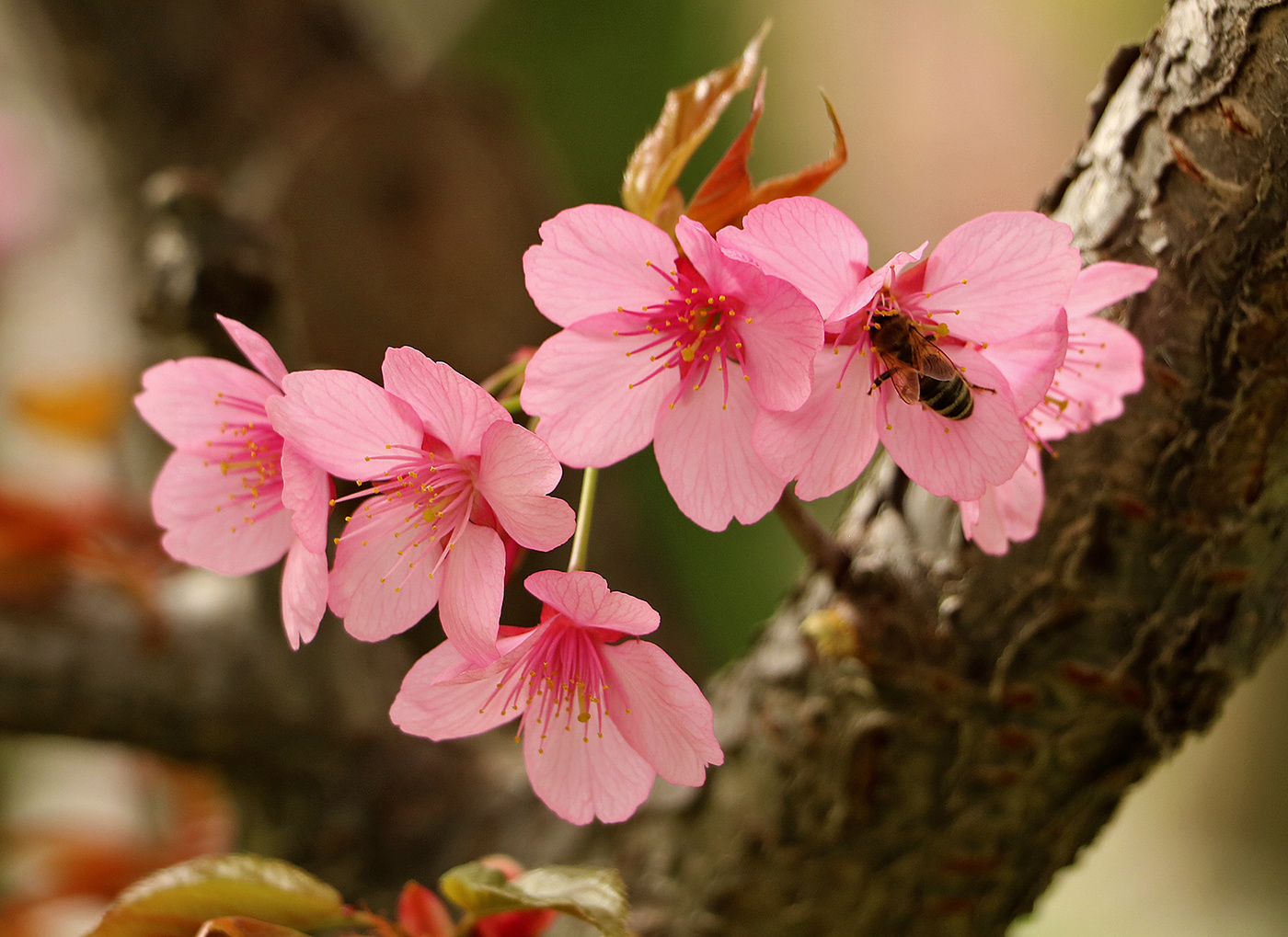 Ля мур-гламур...