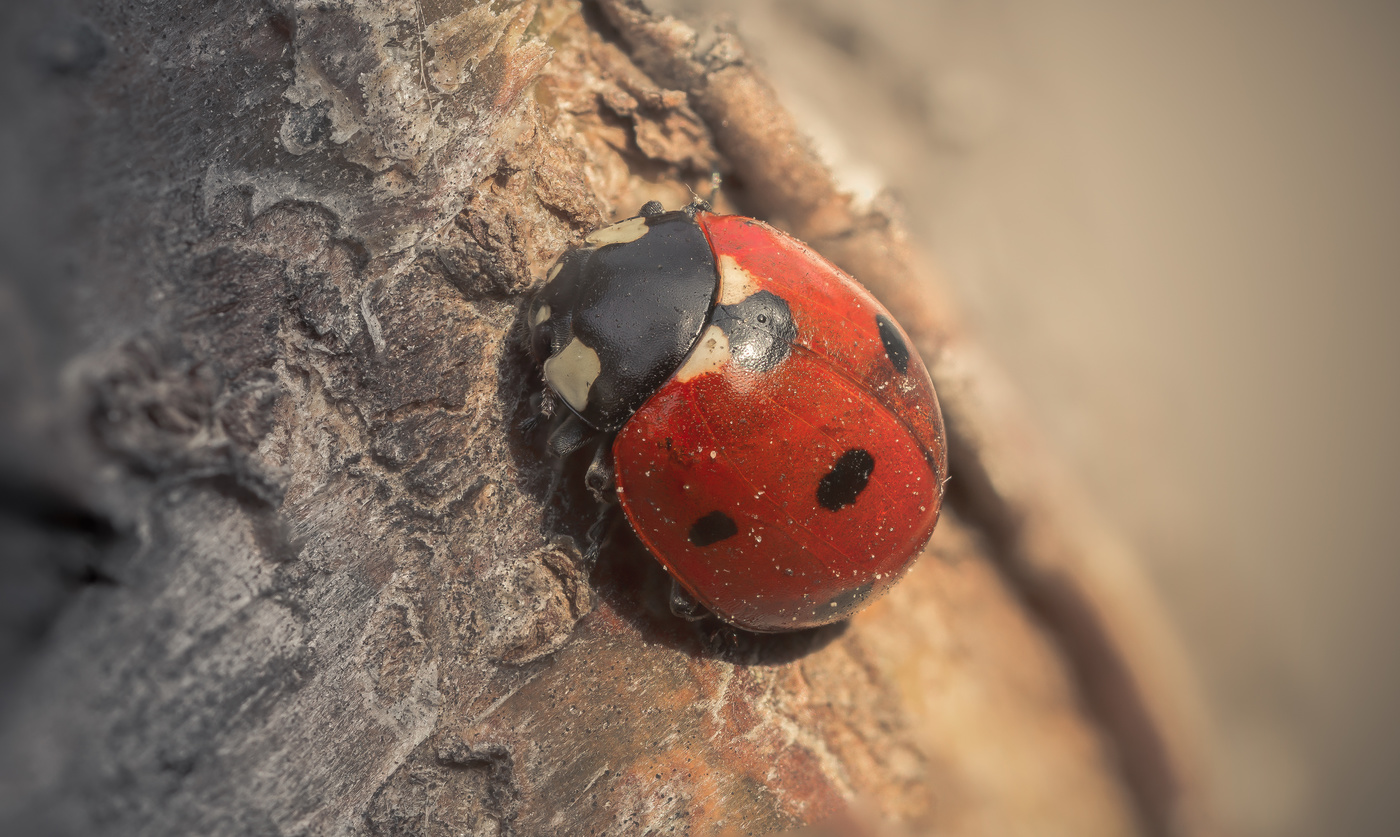 Красная ягодка...#2