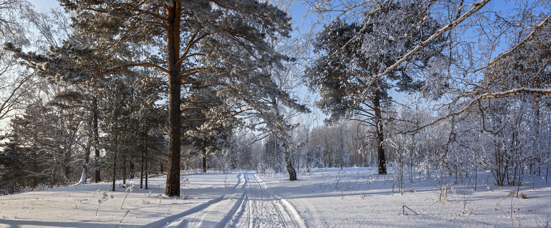 Прогулка по лесу.