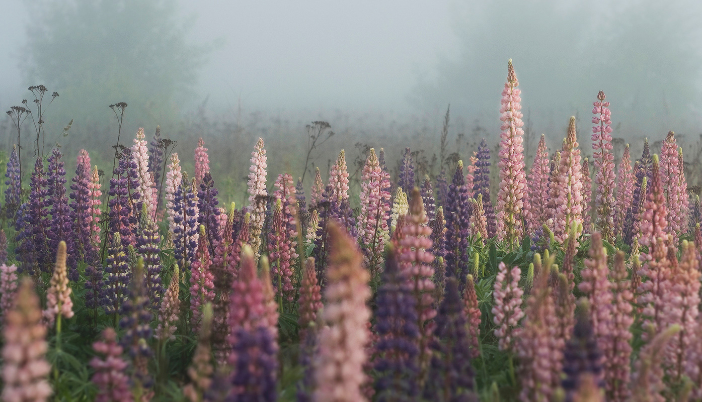 Люпины в тумане