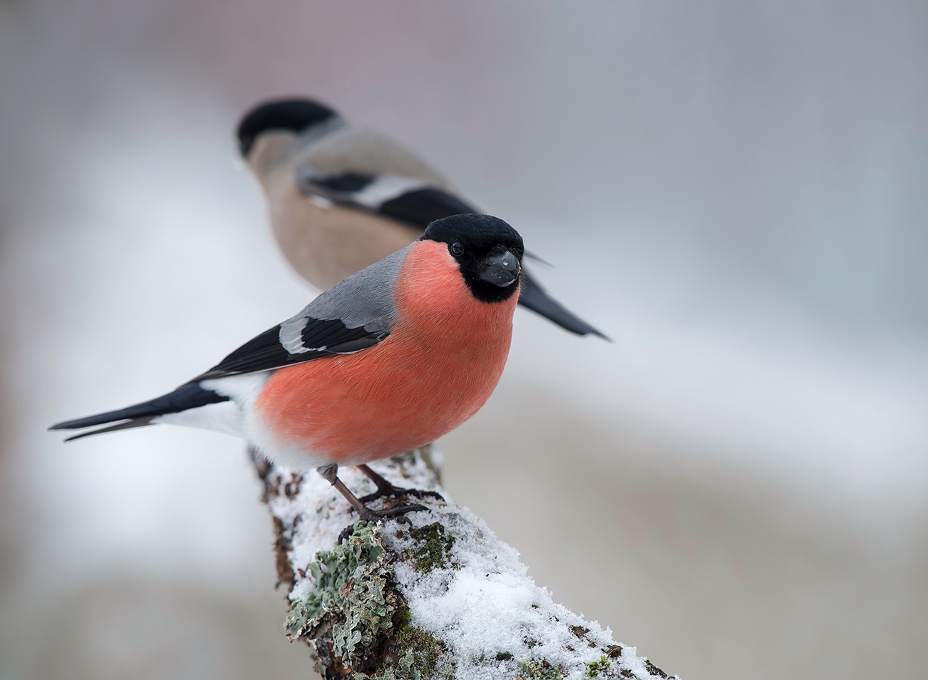 "Размолвка"