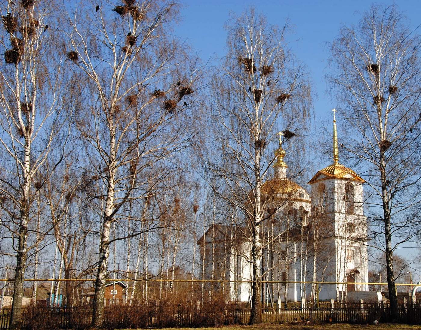 Грачи прилетели.