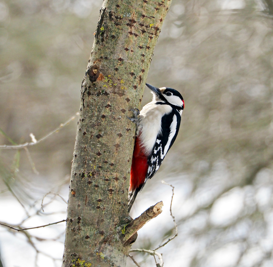 Пёстрый дятел
