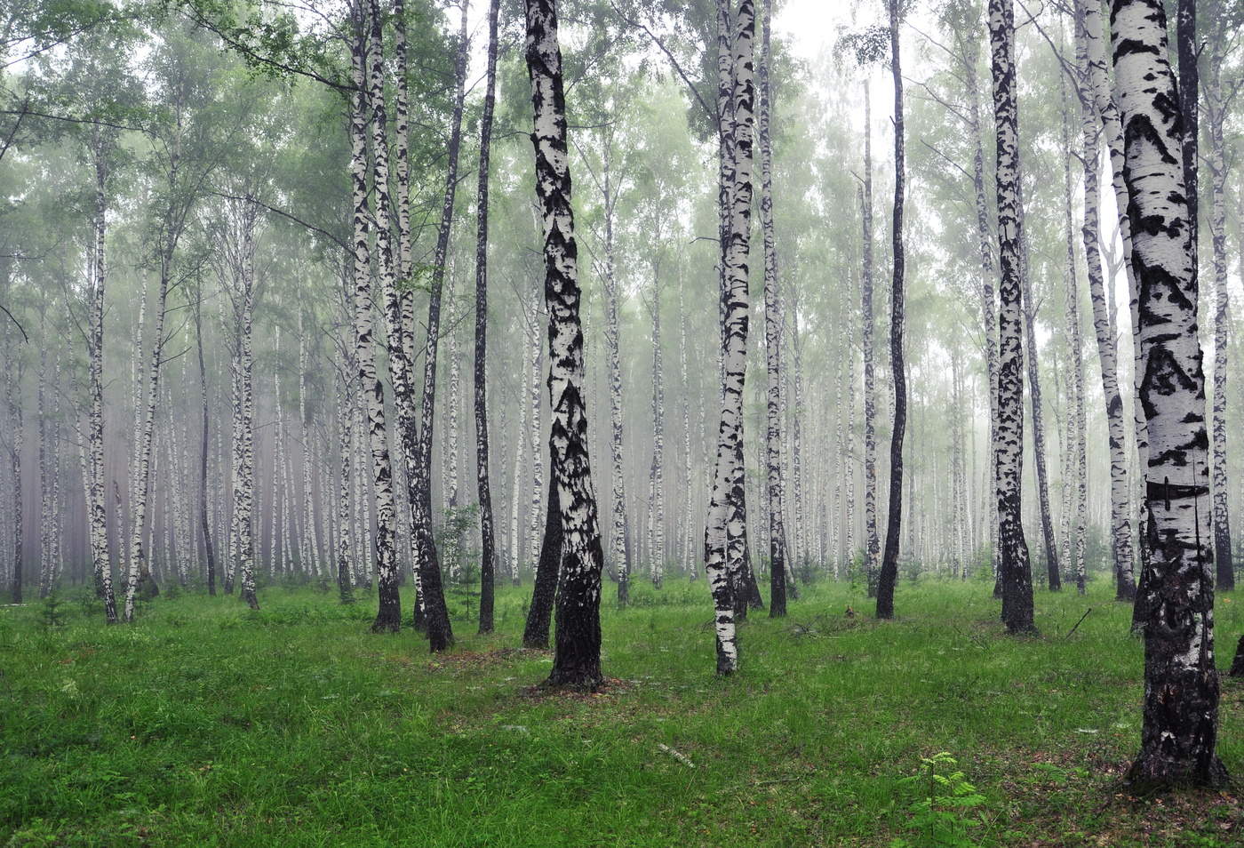 В берёзовой роще.