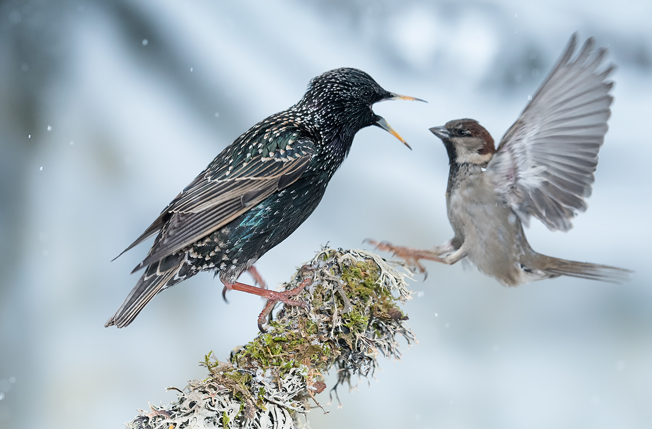 Starling vs. House sparrow