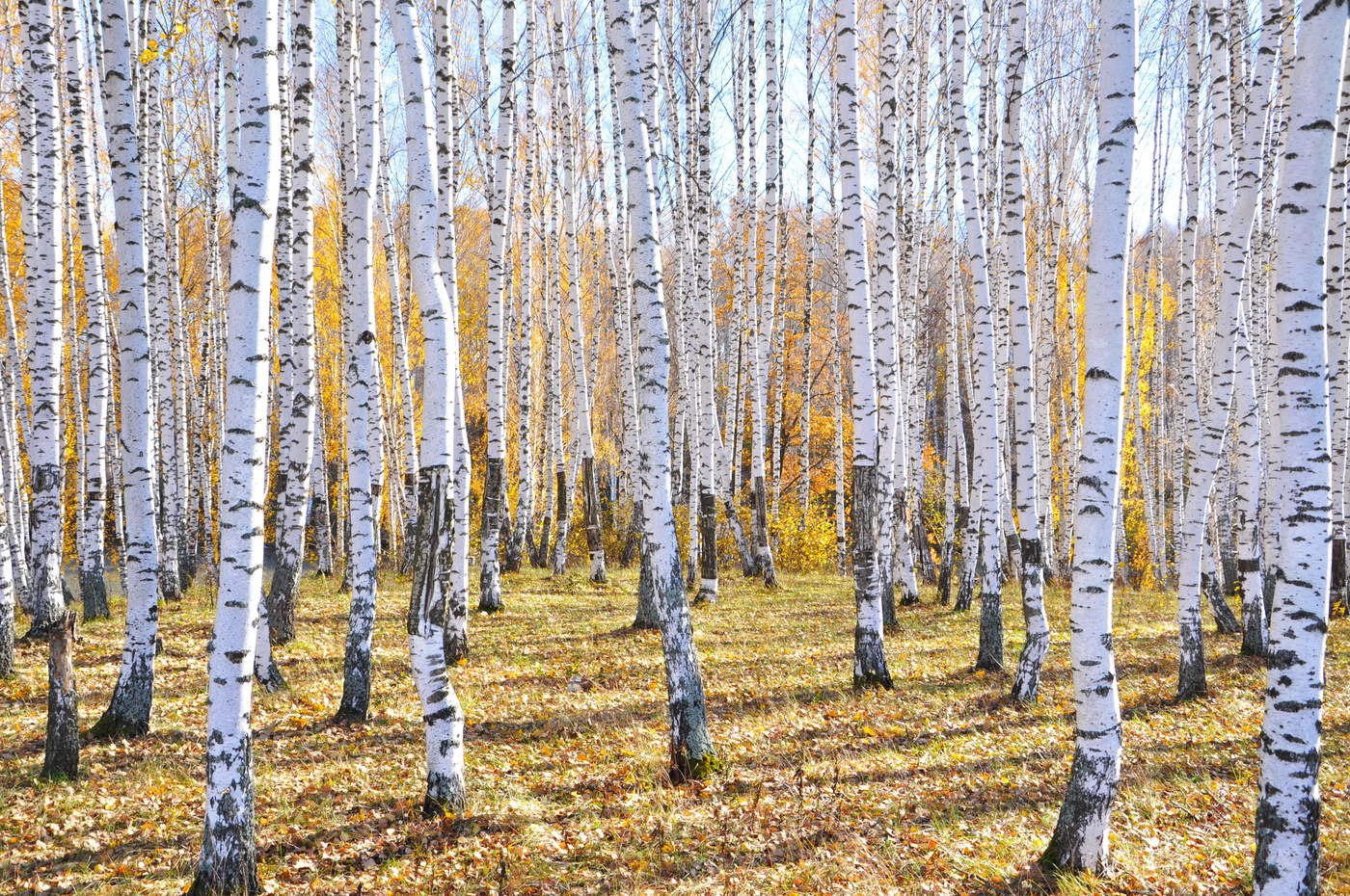 Солнечный день осени.