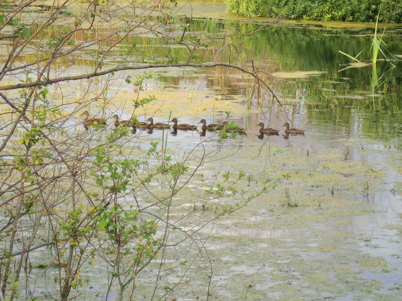 Не исторический момент.