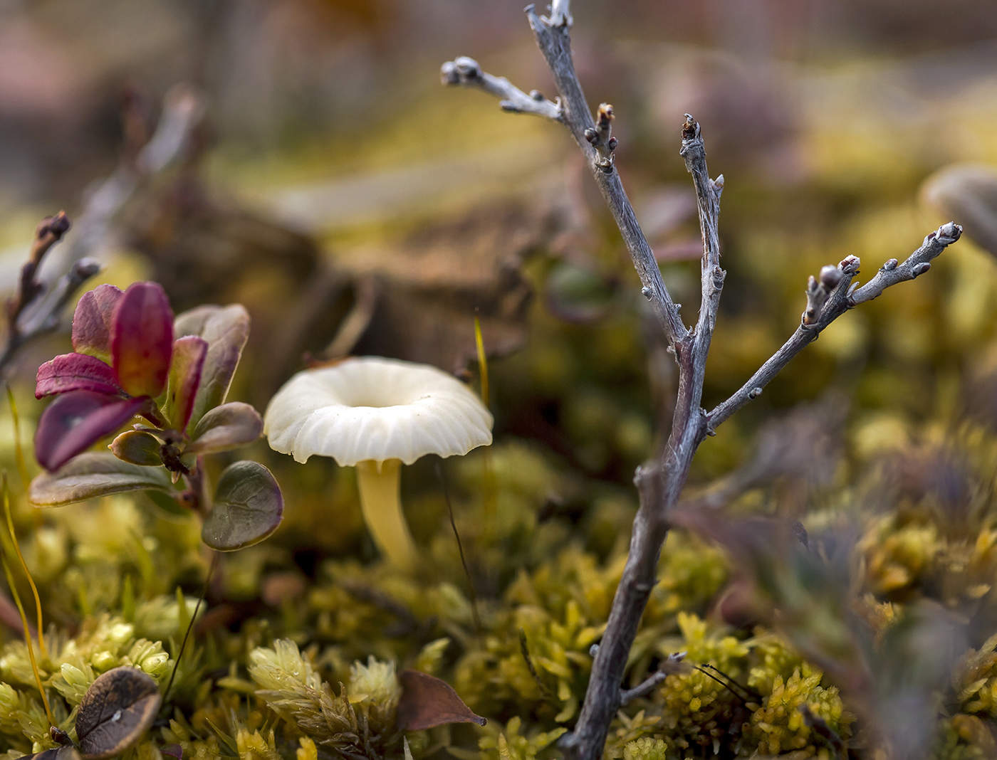 Макротундра