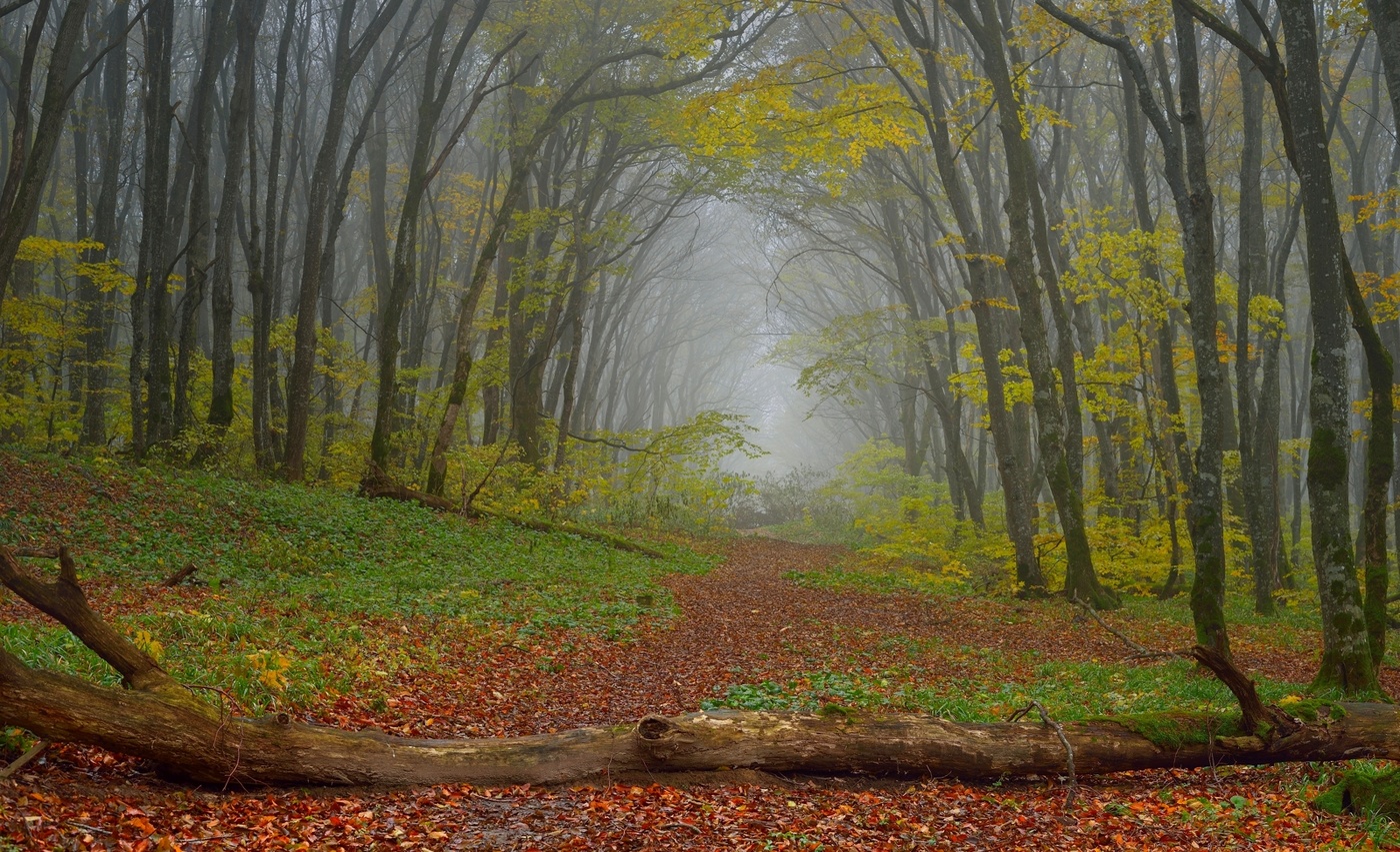 Дорога в осень