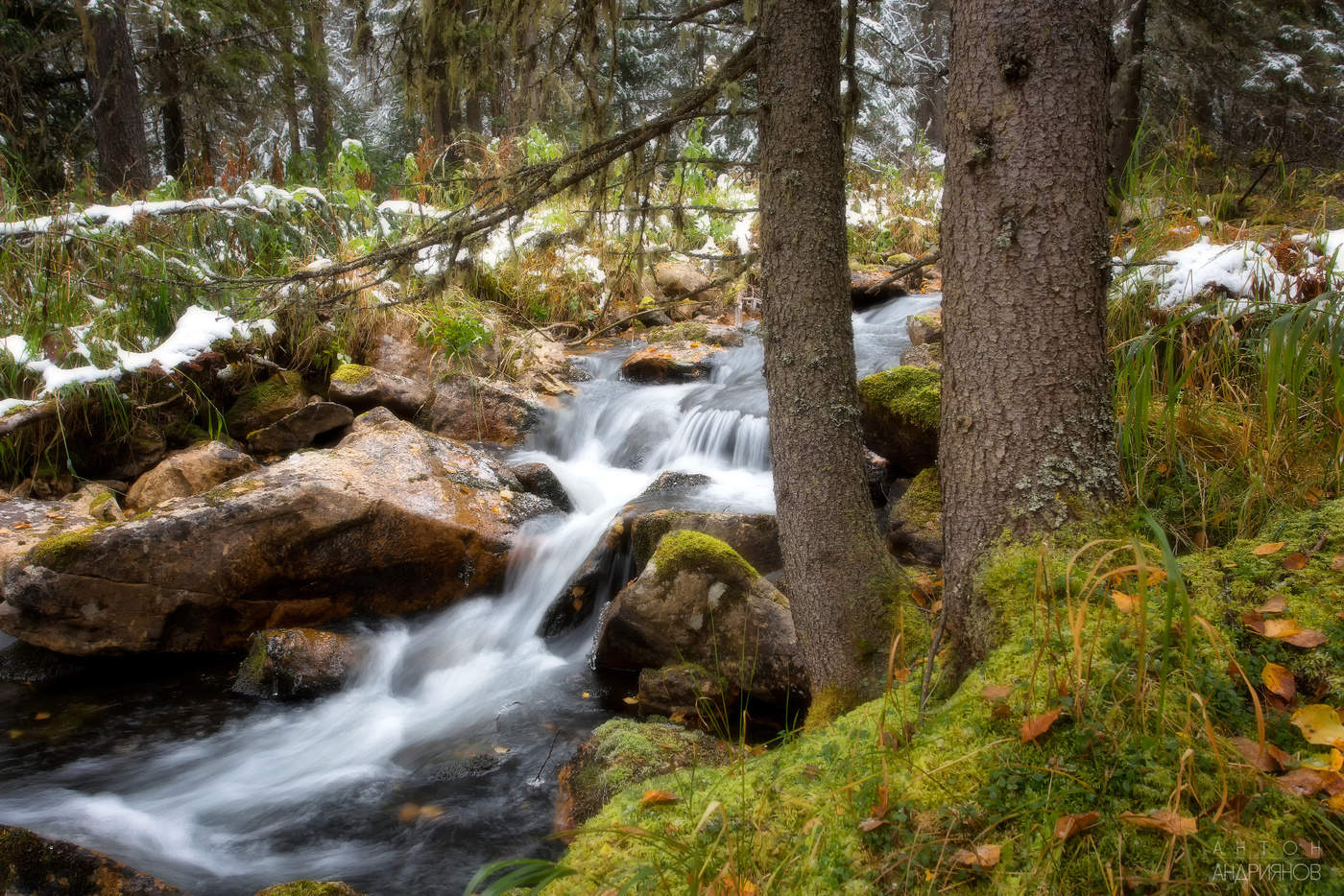 Сказочный лес
