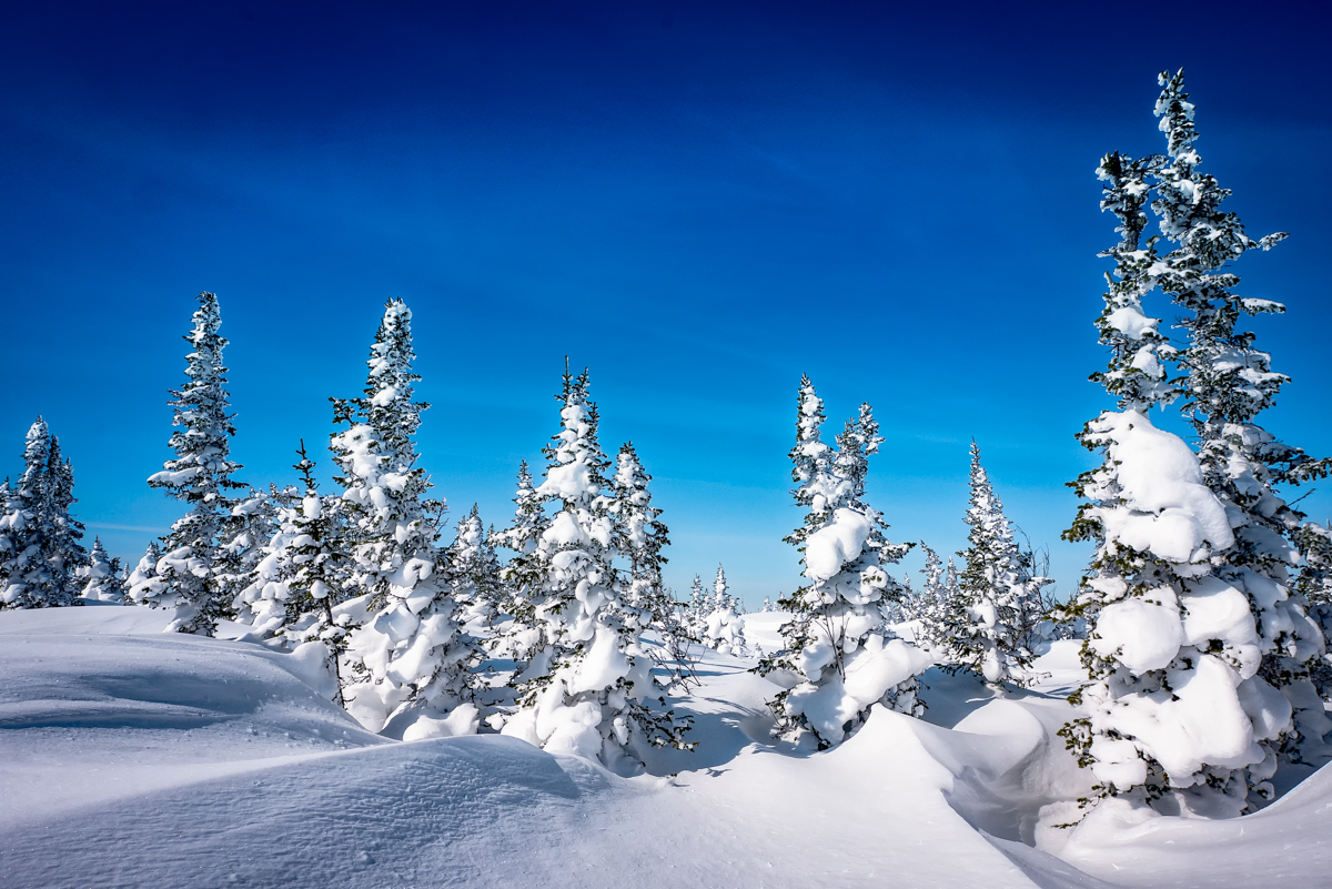 Елки Шерегеша