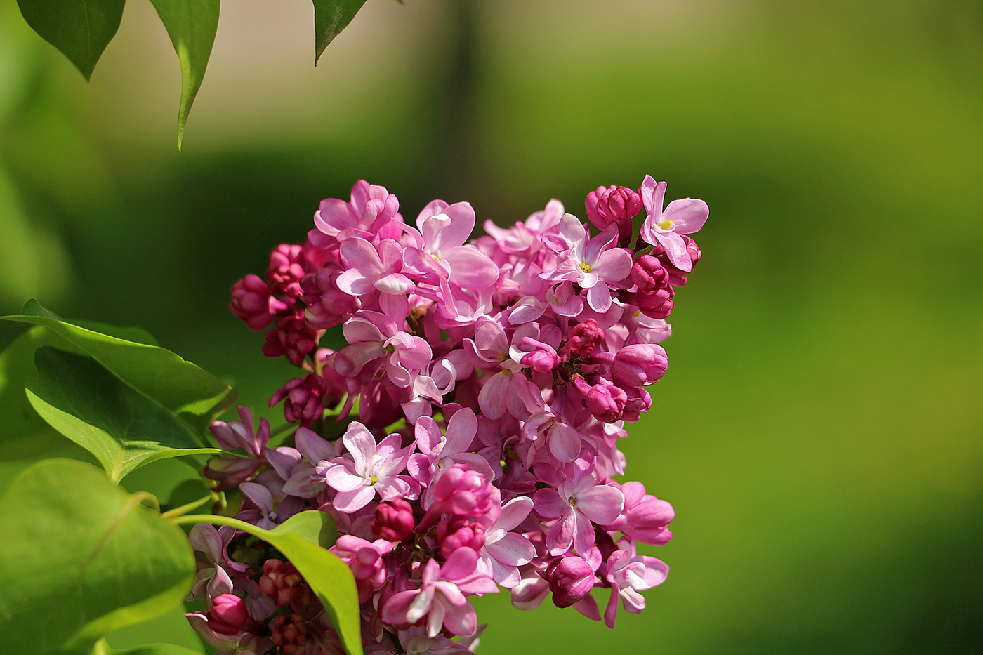 Веточка сирени