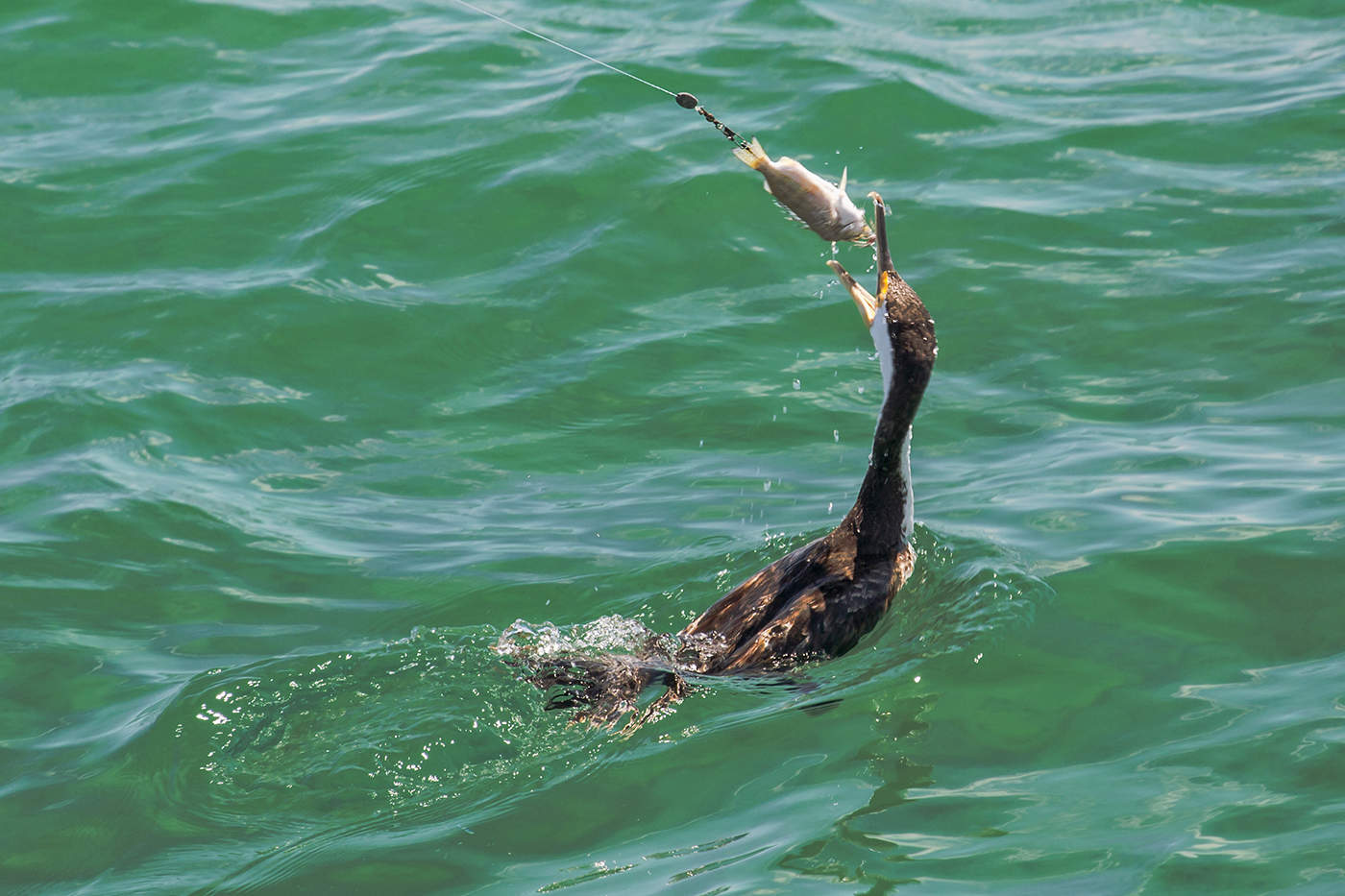 Рыбалка баклана