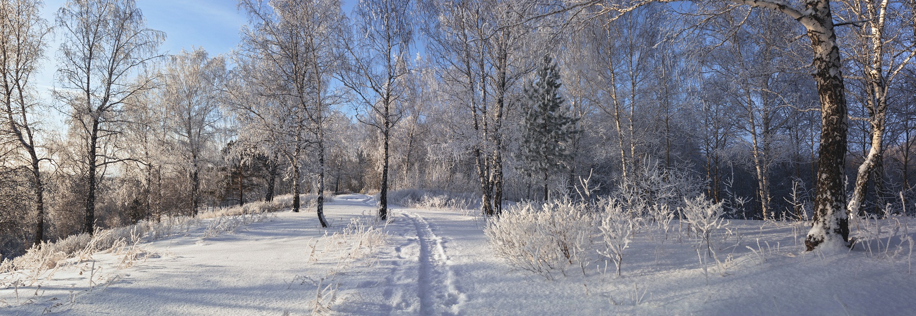 Февралиский лес.