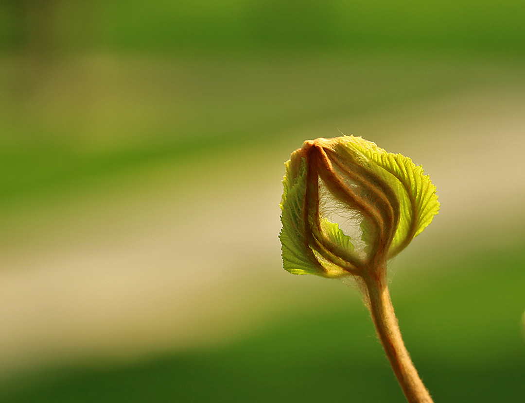 Каштанчик просыпается