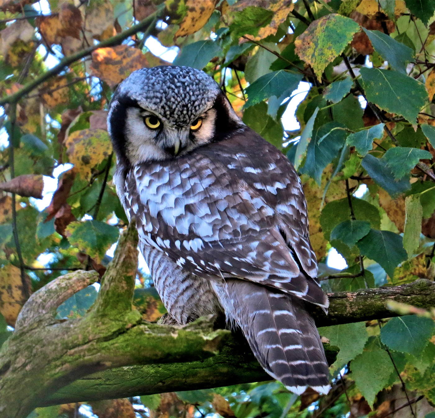 Не мой взгляд