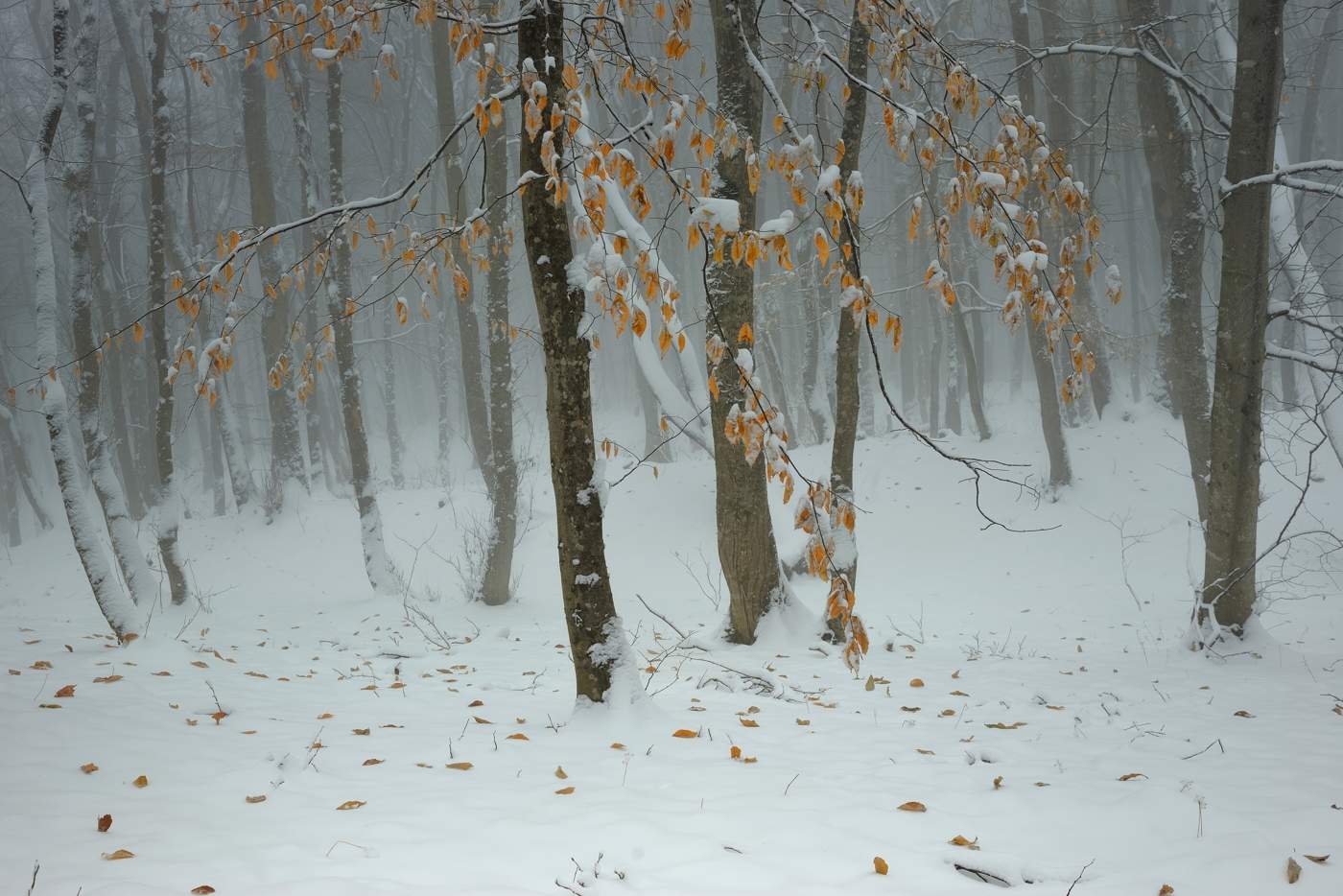 Зима пришла