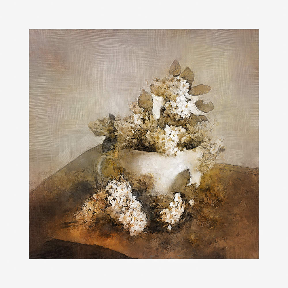 белые соцветия