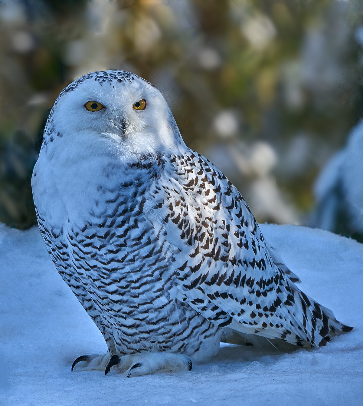 Ну,что? Замёрз фотограф???