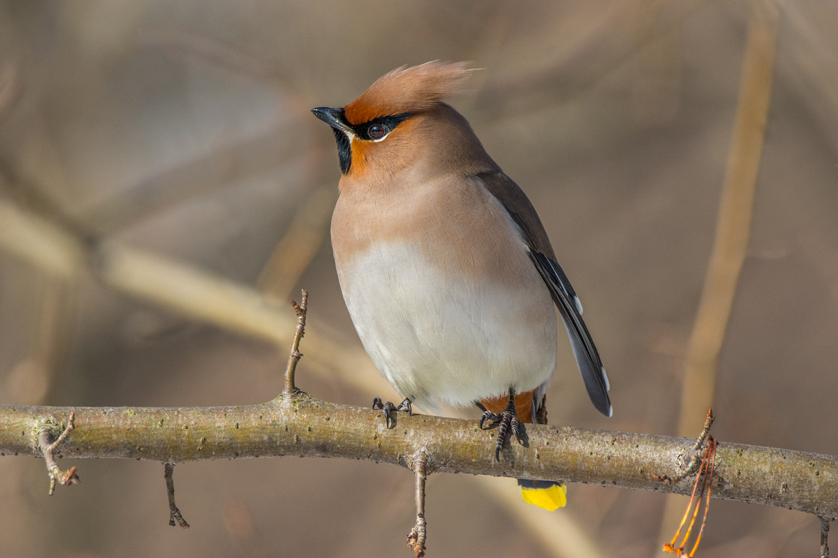 Свиристель