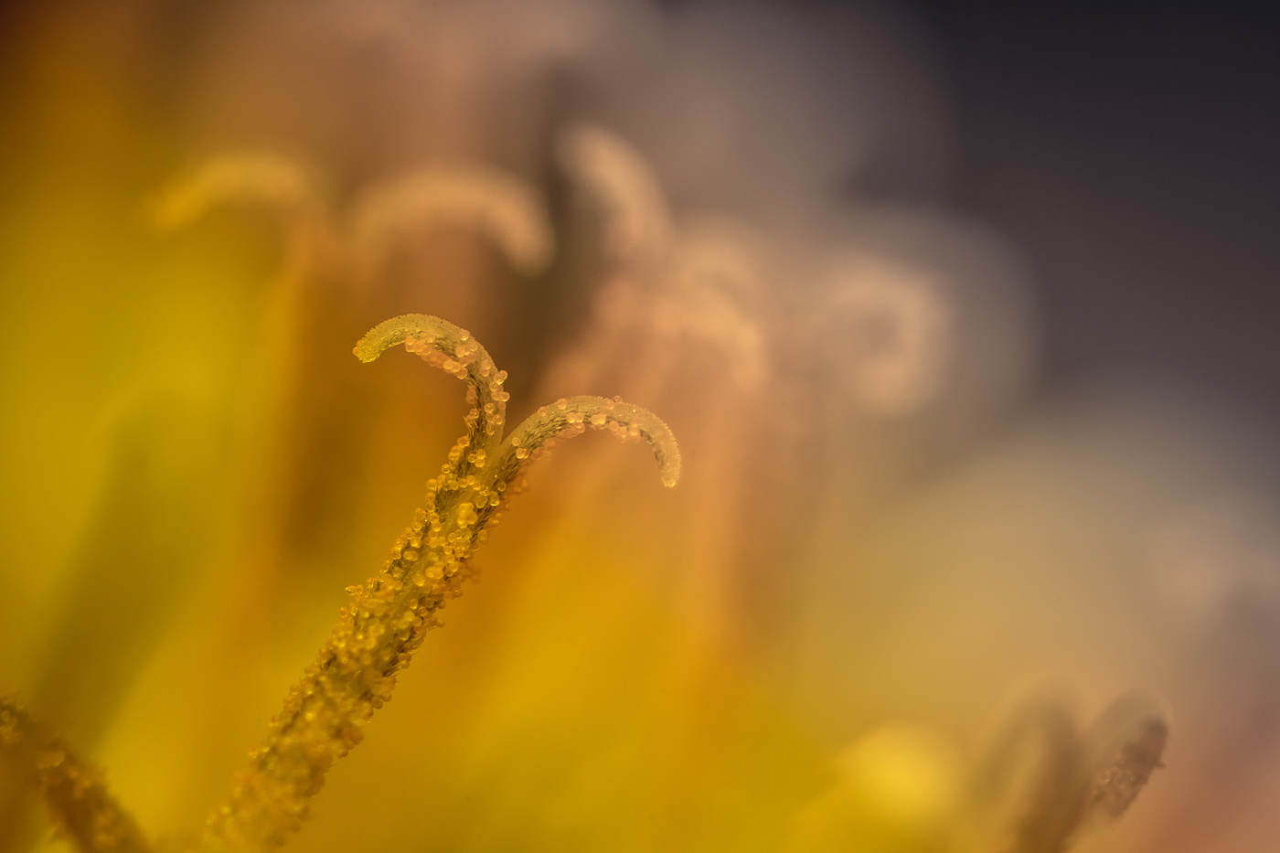 Микро-мир...