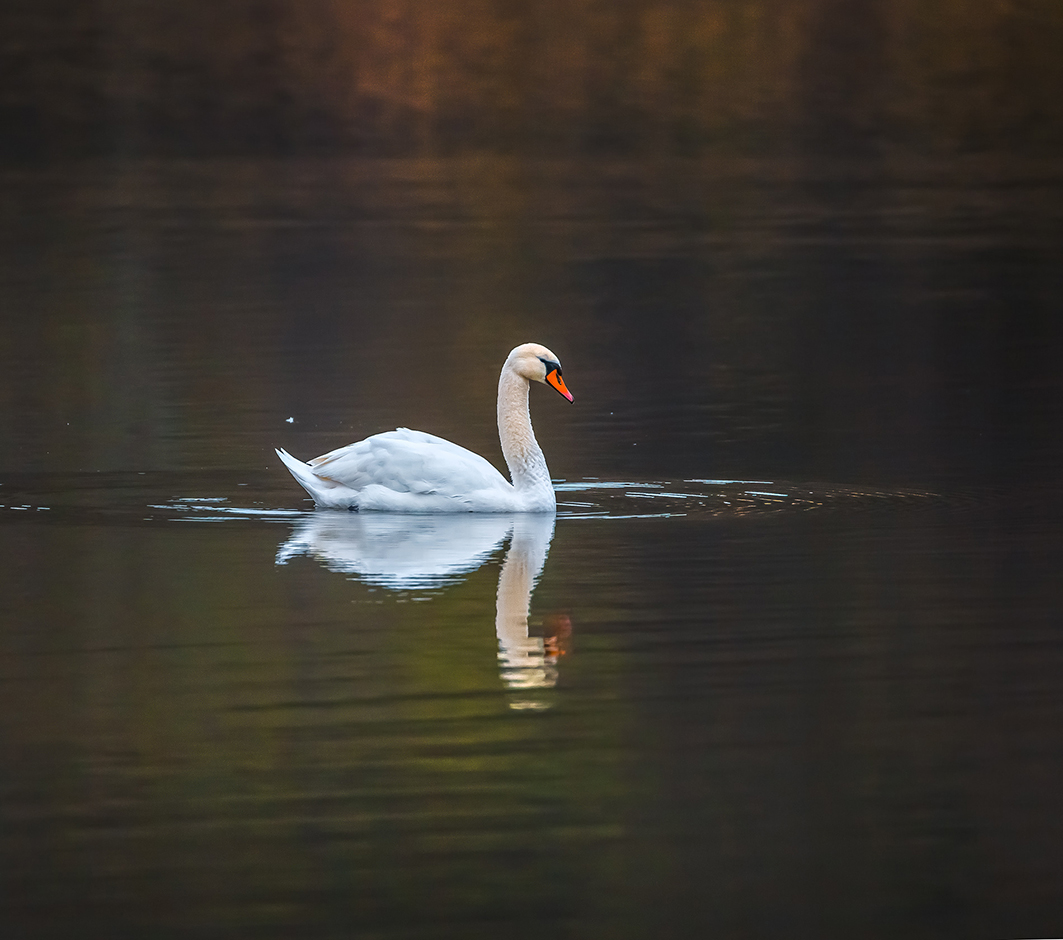 Лебединая нота