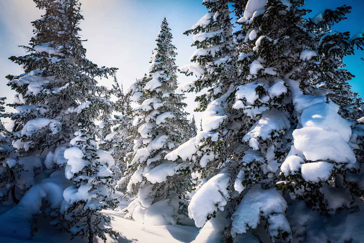 Снежные ели