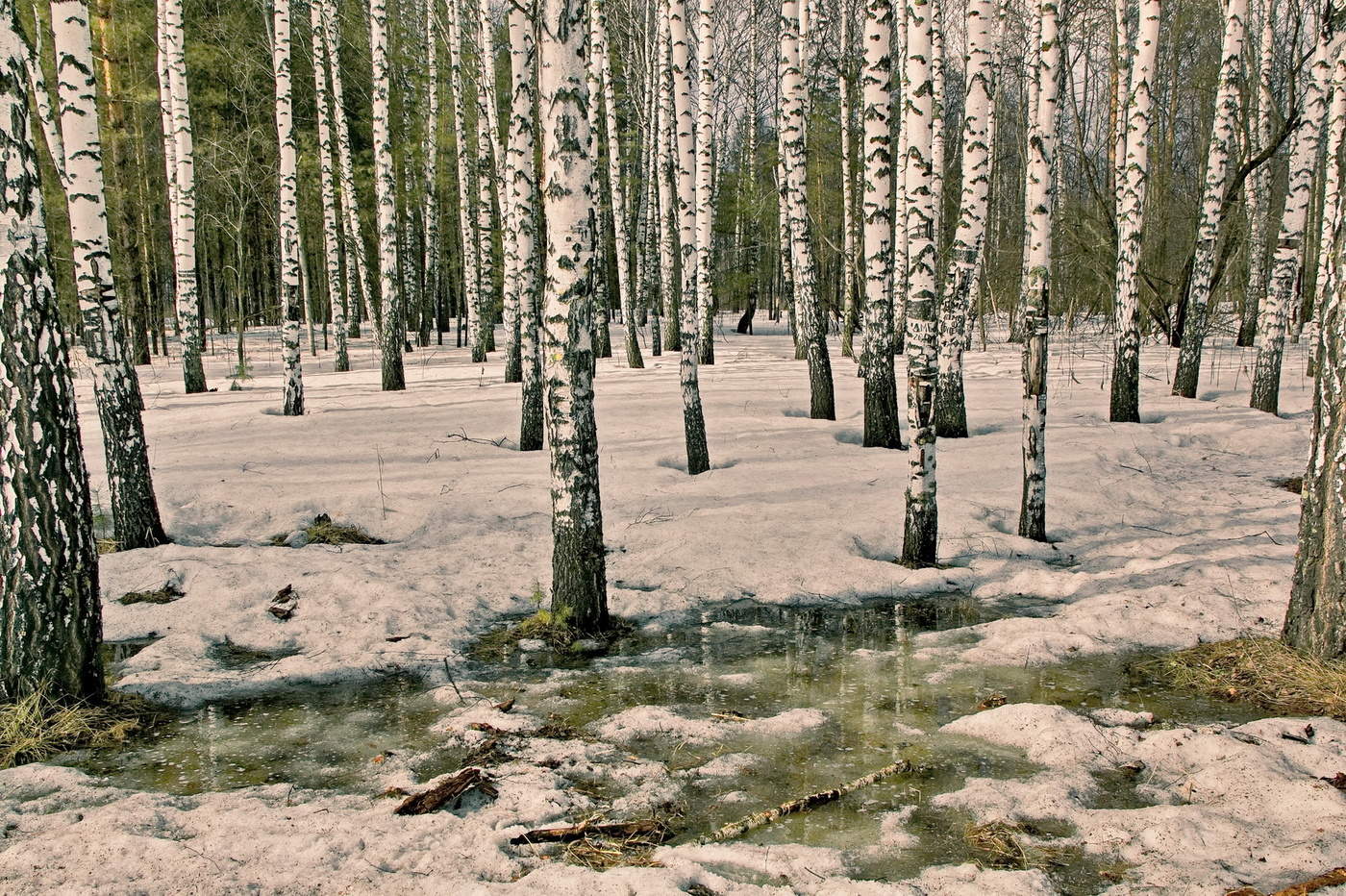 *ПЕРВЫЕ ПРОТАЛИНЫ**