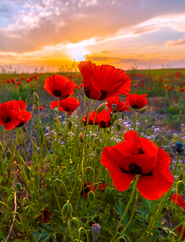 Весеннее пламя цветов
