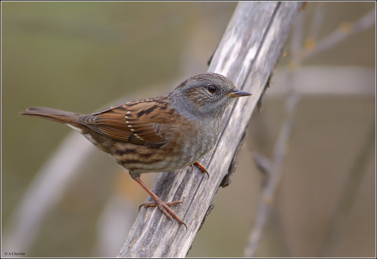 Лесная завирушка