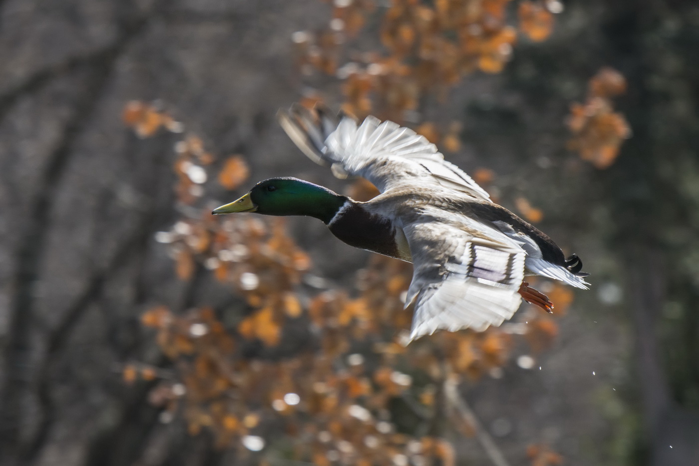 На рыжем фоне