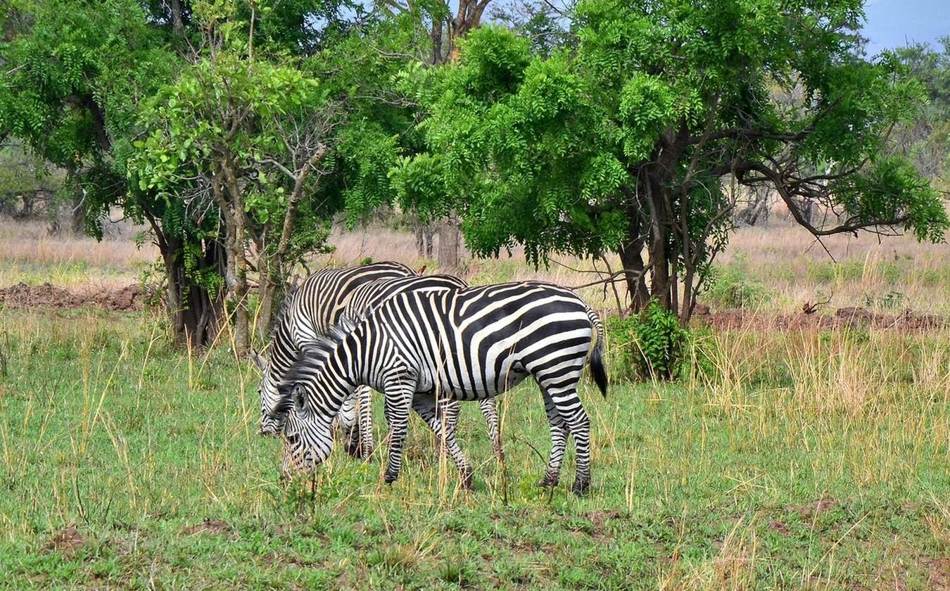 Зебры в саванне мирно пасутся