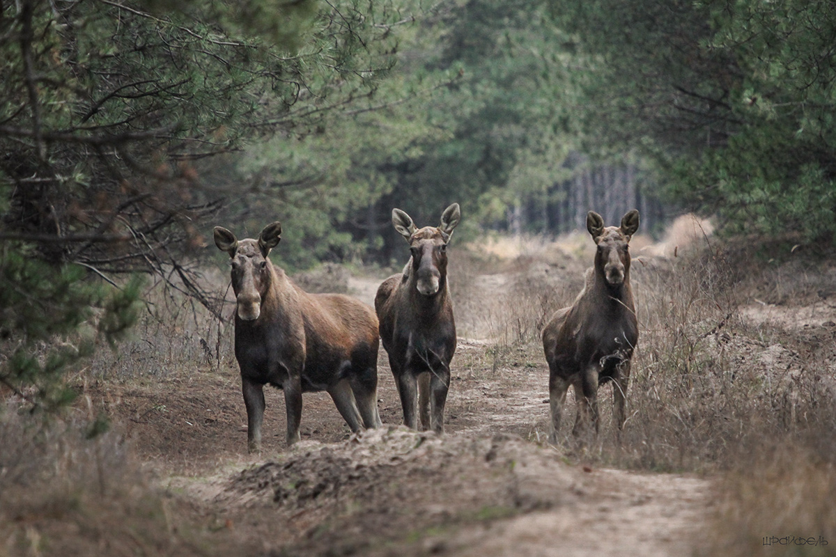Не то стоять, не то бежать